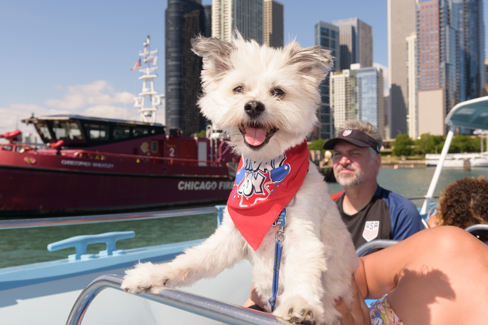 are there any cruises that allow dogs